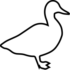 Duck